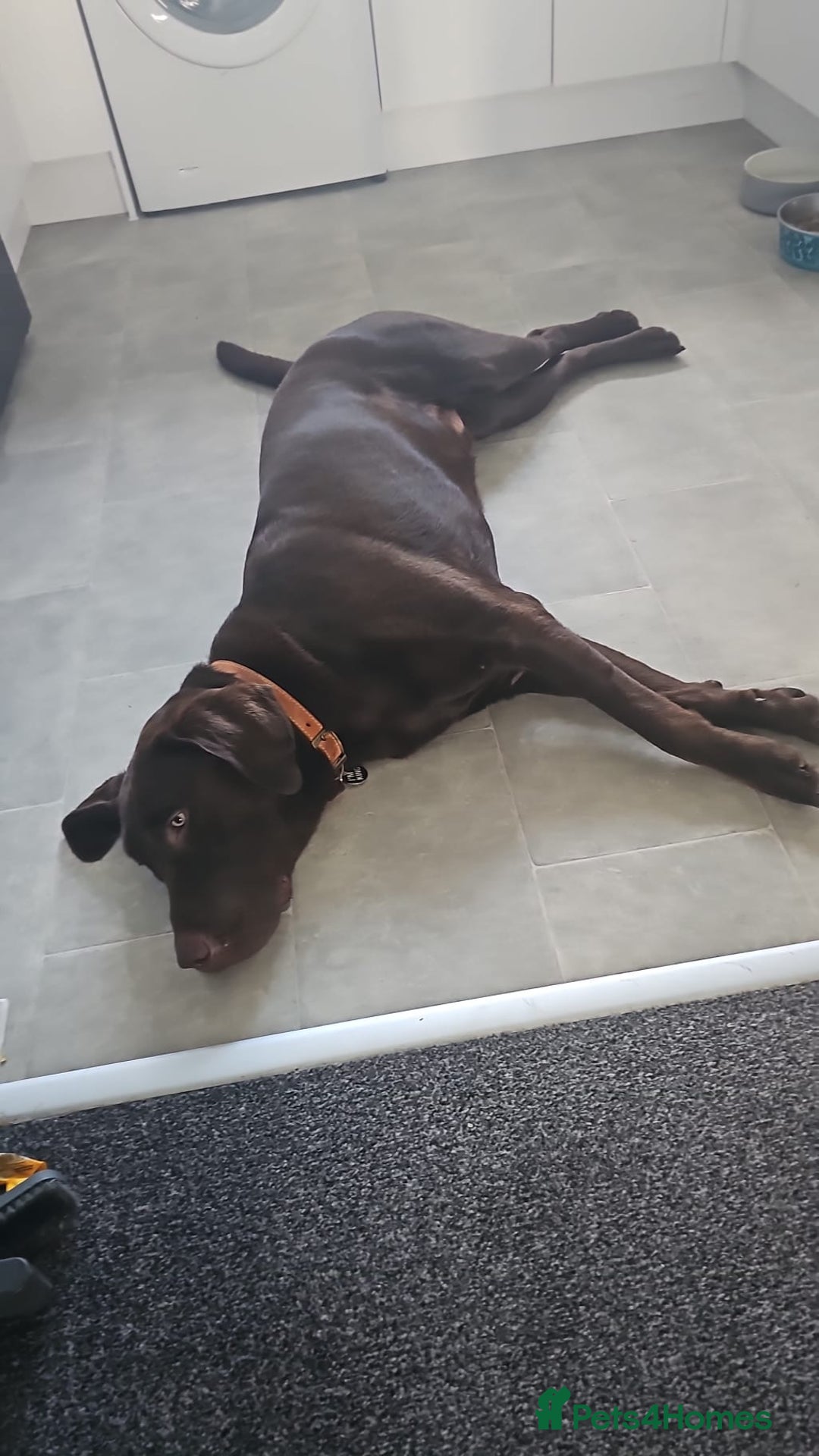 Labrador Retriever dogs for sale: Chocolate brown Labrador  - Image 4
