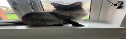 Maine Coon cats for sale: Black smoke polydactyl Maine coone male - Advert 5