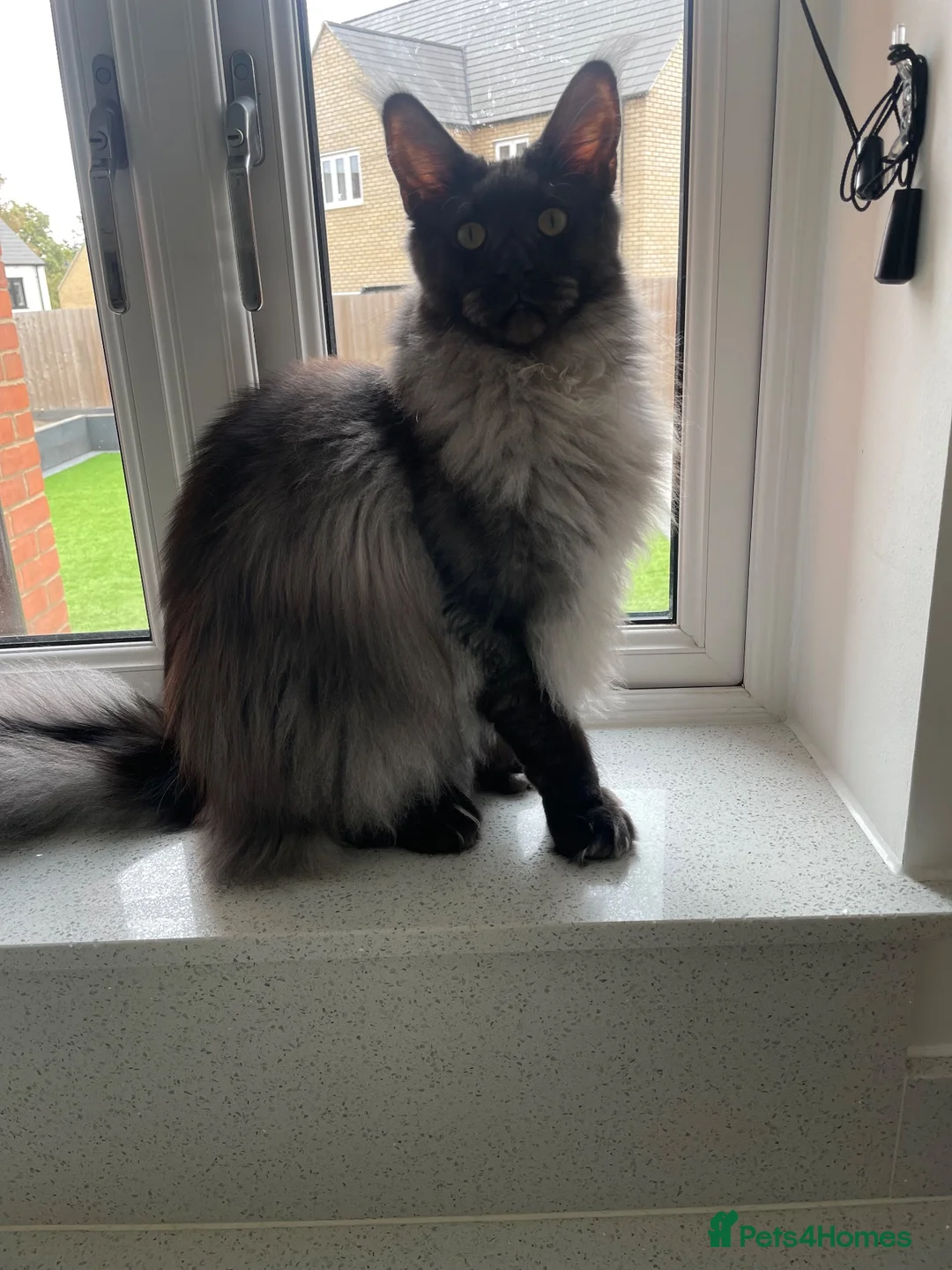 Maine Coon cats for sale: Black smoke polydactyl Maine coone male - Advert 5