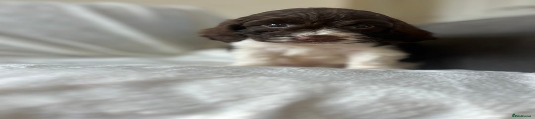 Cockapoo Puppy 3