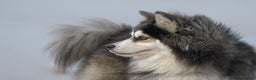 Pomsky dogs for stud: F2 Rare Blue/White Pomsky Proven Stud-US Import in Leeds - Advert 20