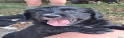 Mixed Breed dogs for sale: Beautiful Sprollies  - Advert 7