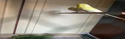 Budgerigars birds for sale: Lovely lutino pair in breeding condition and budgi - Advert 17