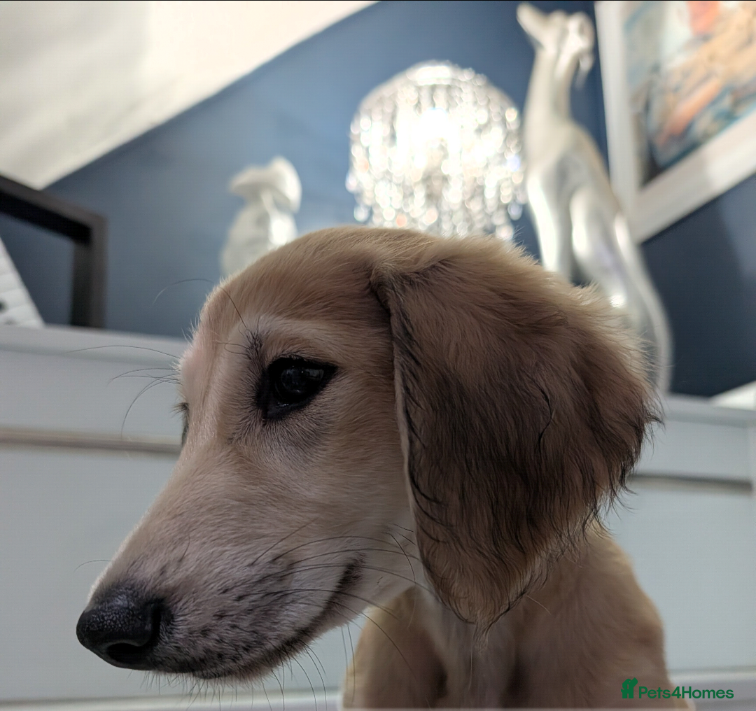 Saluki dogs Stunning Saluki Boy - Advert 2