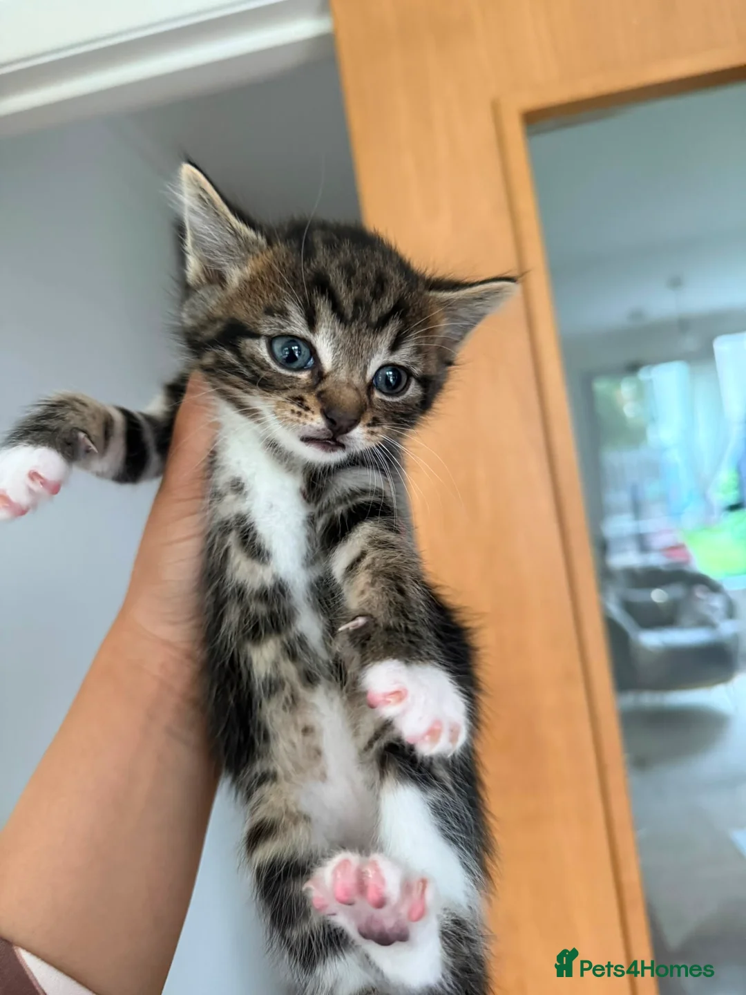 Mixed Breed cats for sale: Kittens for sale - Advert 5