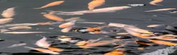 Koi Carp fish for sale: Baby koi  - Advert 5