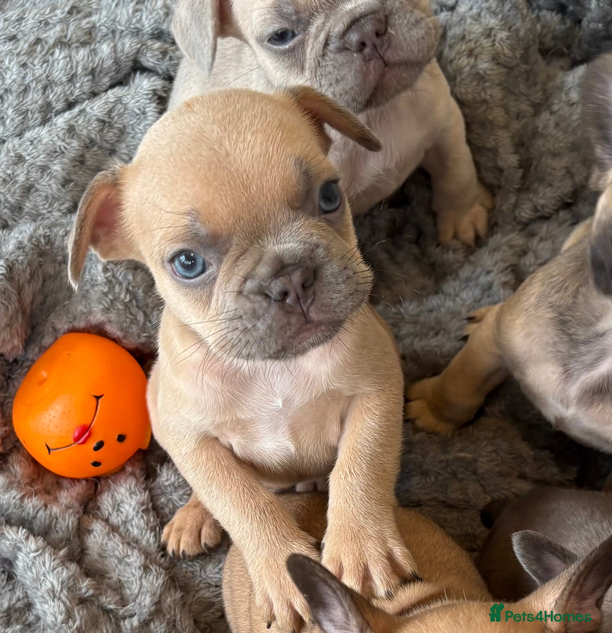 French Bulldog dogs French bulldog puppies  - Advert 4