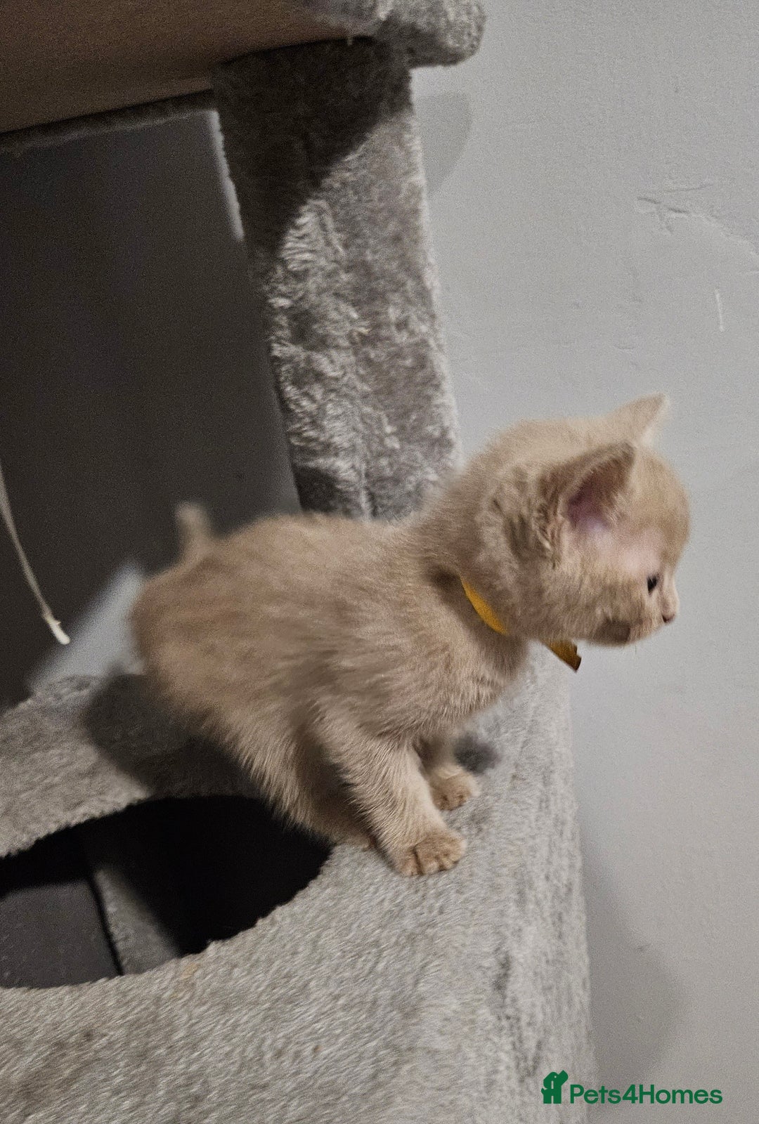 Russian Blue cats for sale: 🐾 last two girls Russian Blue Kittens 🐾 - Advert 16