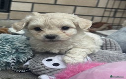 Bichon Frise dogs for sale: last 3 bichon frise remaining - Image 2
