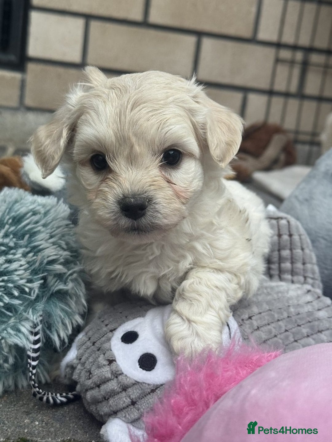 Bichon Frise dogs for sale: last 3 bichon frise remaining - Image 2