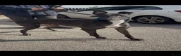 Greyhound dogs for sale: bale  - Advert 2