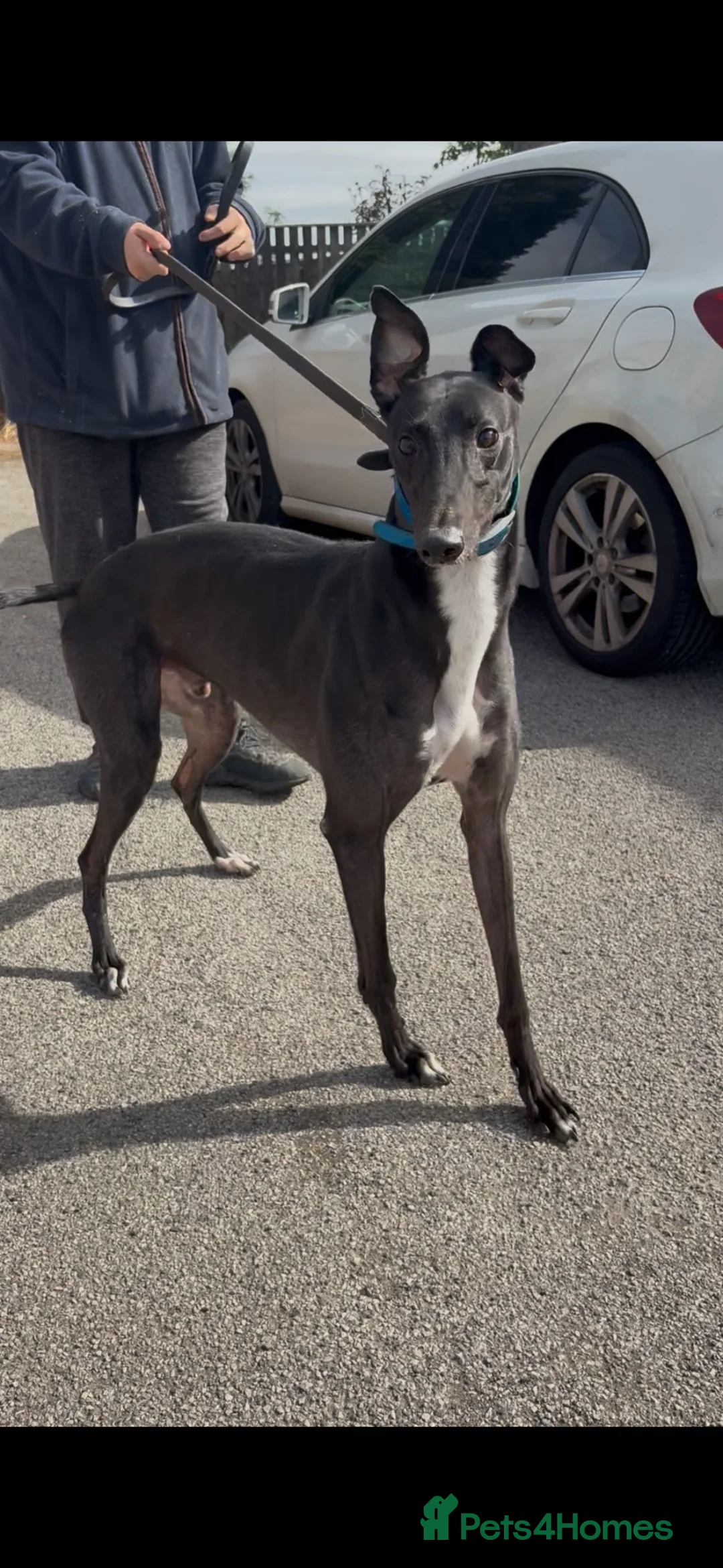 Greyhound dogs for sale: bale  - Advert 2