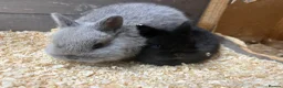 Mixed Breed rabbits for sale: 2 gorgeous babies bunnies available   - Advert 4