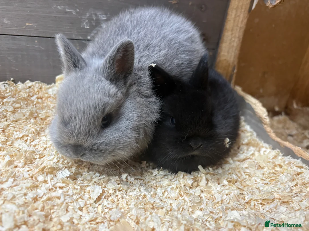 Mixed Breed rabbits for sale: 2 gorgeous babies bunnies available   - Advert 4