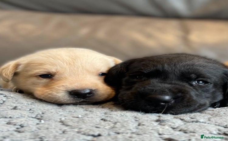 Labrador Retriever dogs - Advert 4