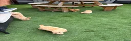 Miniature Poodle dogs for sale: 4 miniature Poodle Boys  - Advert 3