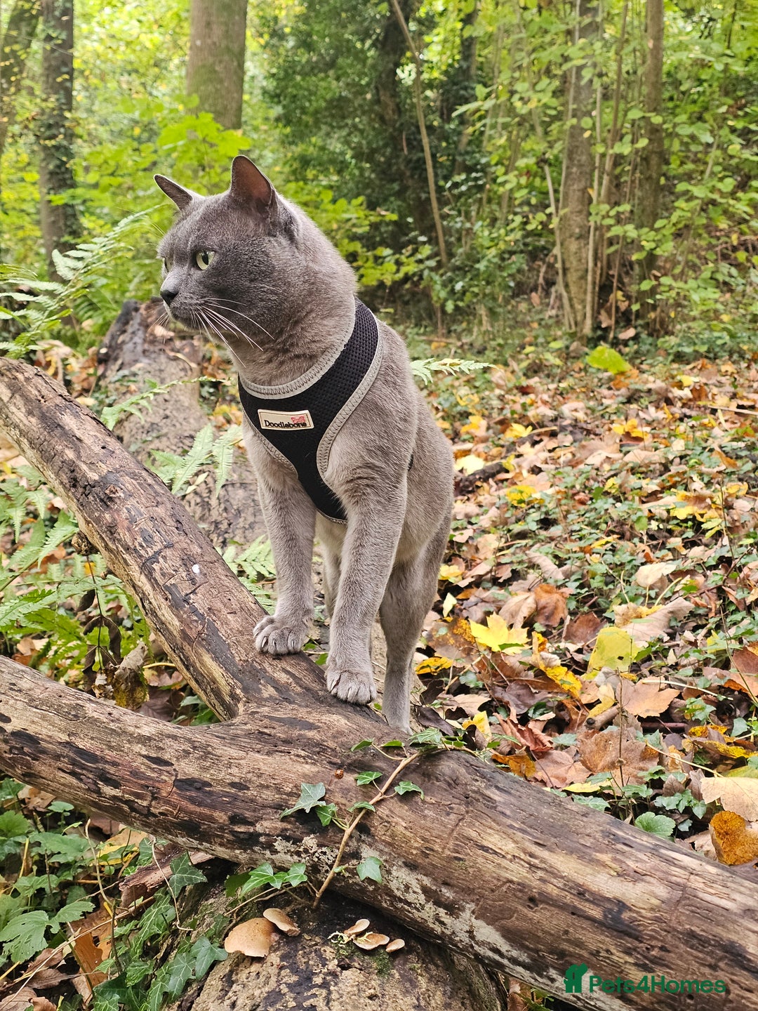 Gallery Image {{count}}