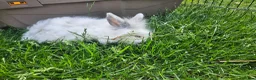 Mixed Breed rabbits for sale: Ready now. Mixed breed lops for sale. - Advert 18