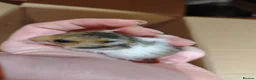 Hamster rodents for sale: Baby syrain hamsters - Advert 5