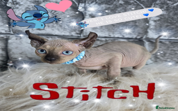 Sphynx cats for sale: 💙LITTLE BOY🩵Sphynx Kitten🩵TESTED 🐈  - Image 4