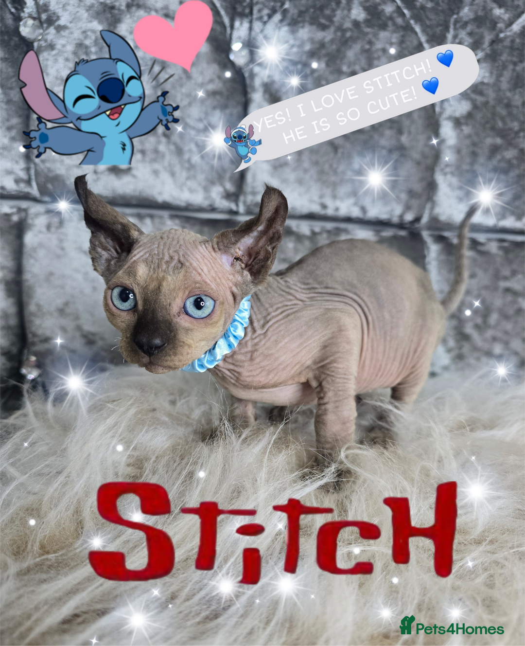 Sphynx cats for sale: 💙LITTLE BOY🩵Sphynx Kitten🩵TESTED 🐈  - Image 4