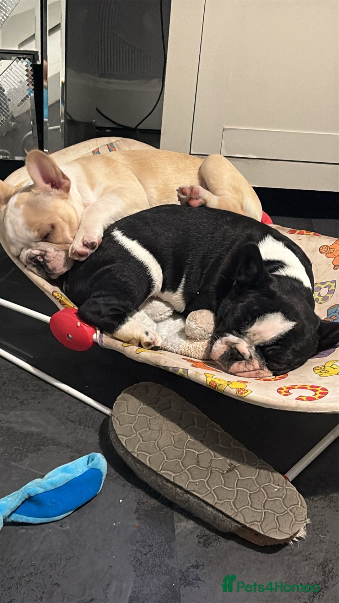 French Bulldog dogs for sale: Frenchie puppy  - Advert 9