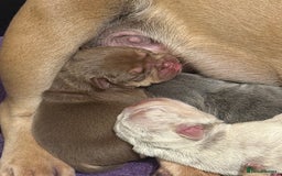 Mixed Breed dogs for sale: 3 girls 1 boy pup for sale - Image 2