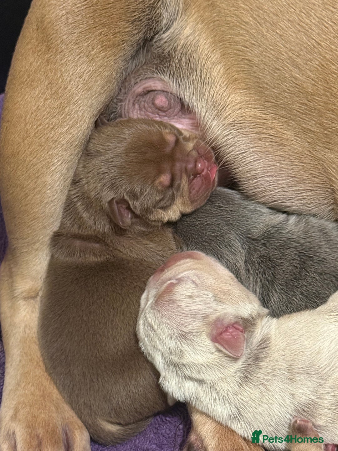 Mixed Breed dogs for sale: 3 girls 1 boy pup for sale - Image 2