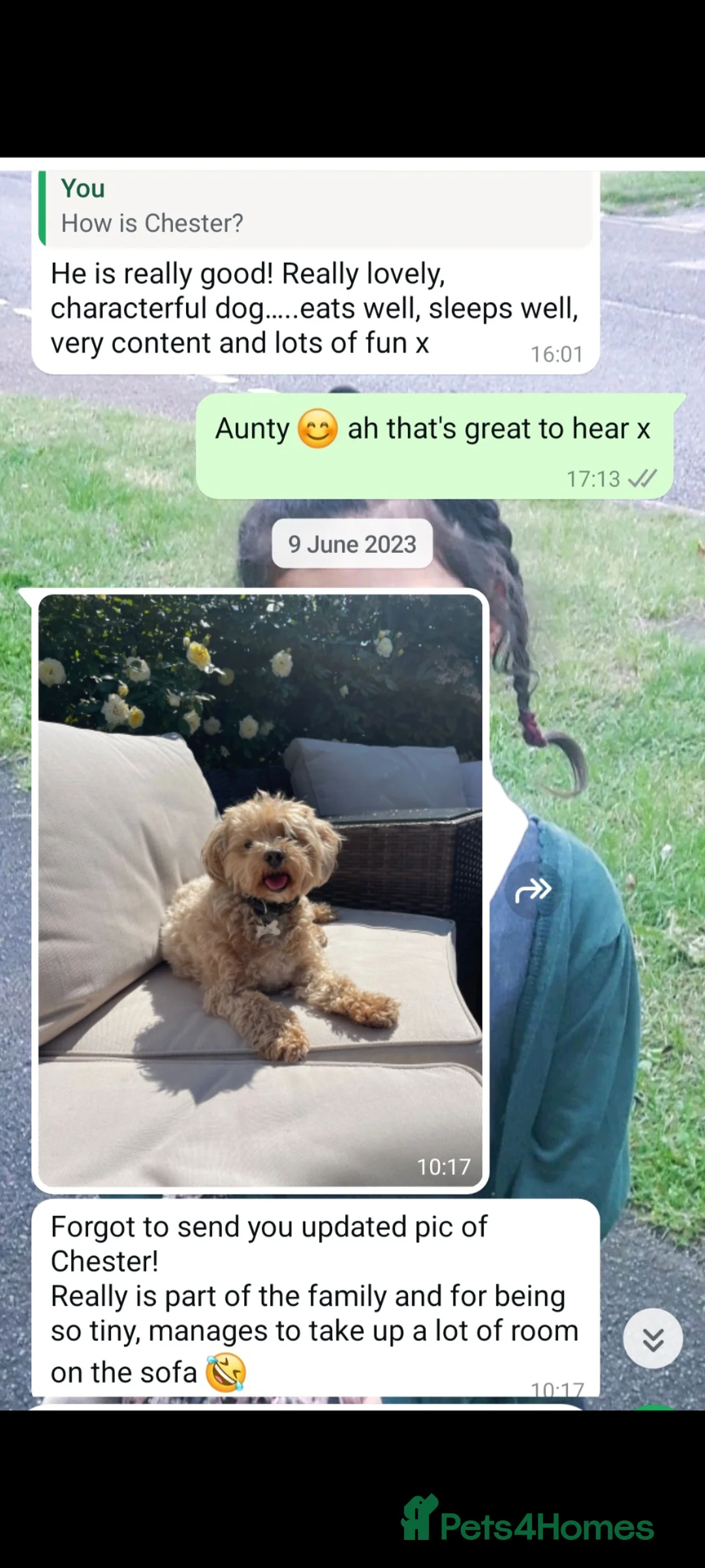 Maltipoo dogs for sale: Exclusive Tiny Korean/Russian Maltipoo KC champ - Advert 38