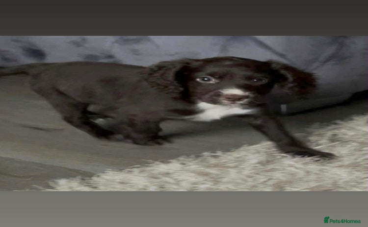 Cocker Spaniel dogs - Advert 1