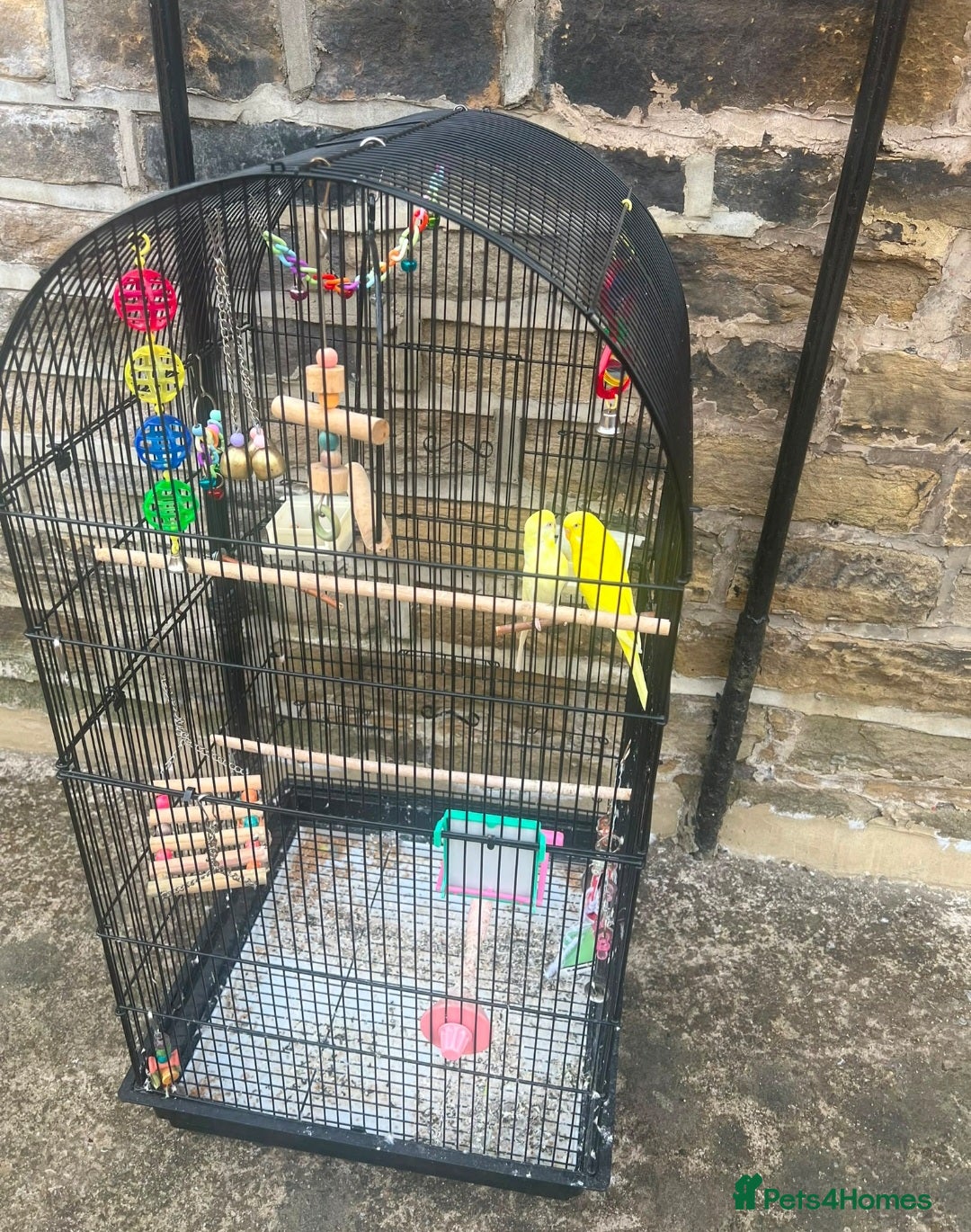 Budgerigars birds Budgies for sale with cage and toys  - Advert 4