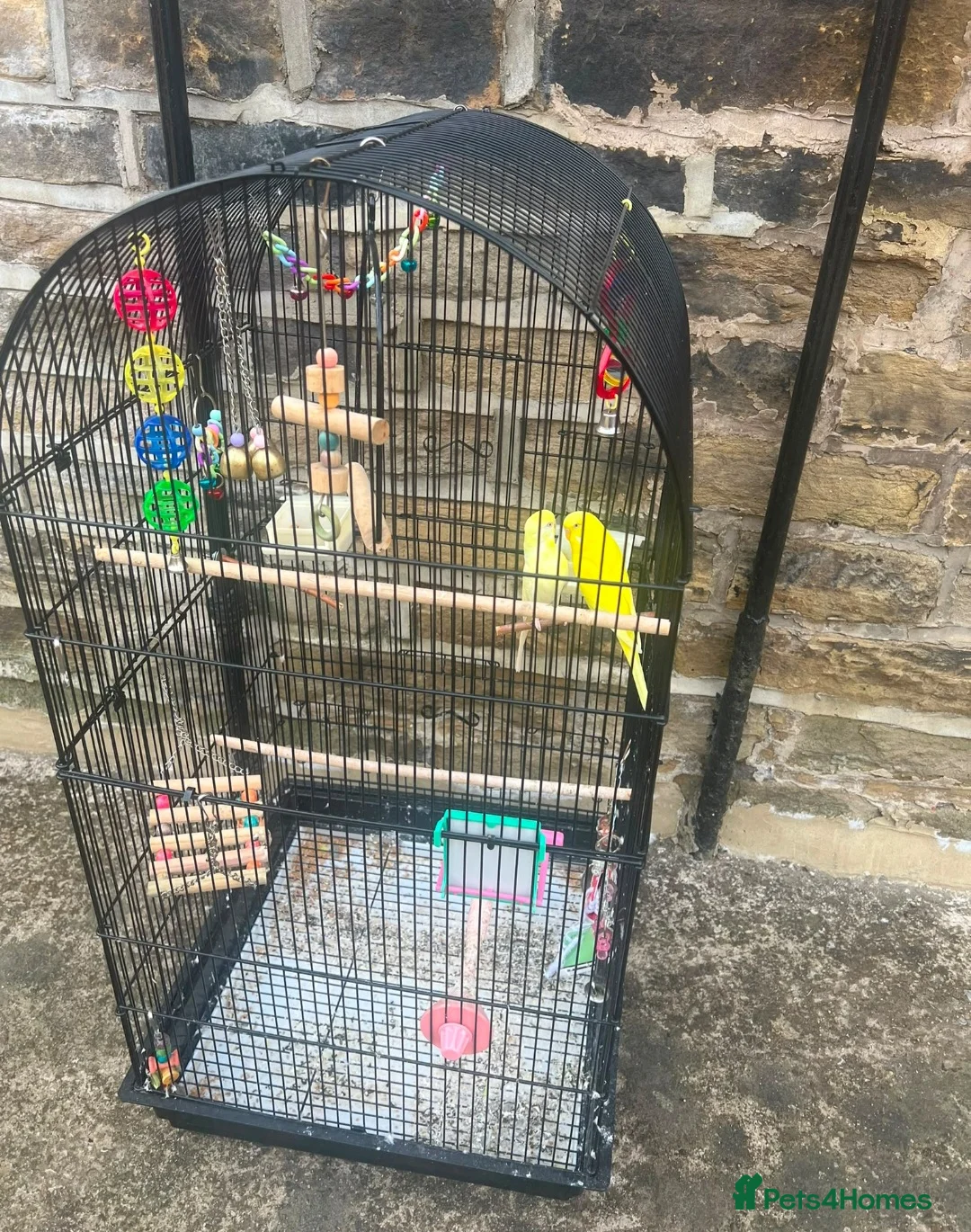 Budgerigars birds for sale: Budgies for sale with cage and toys  in Bradford - Advert 1