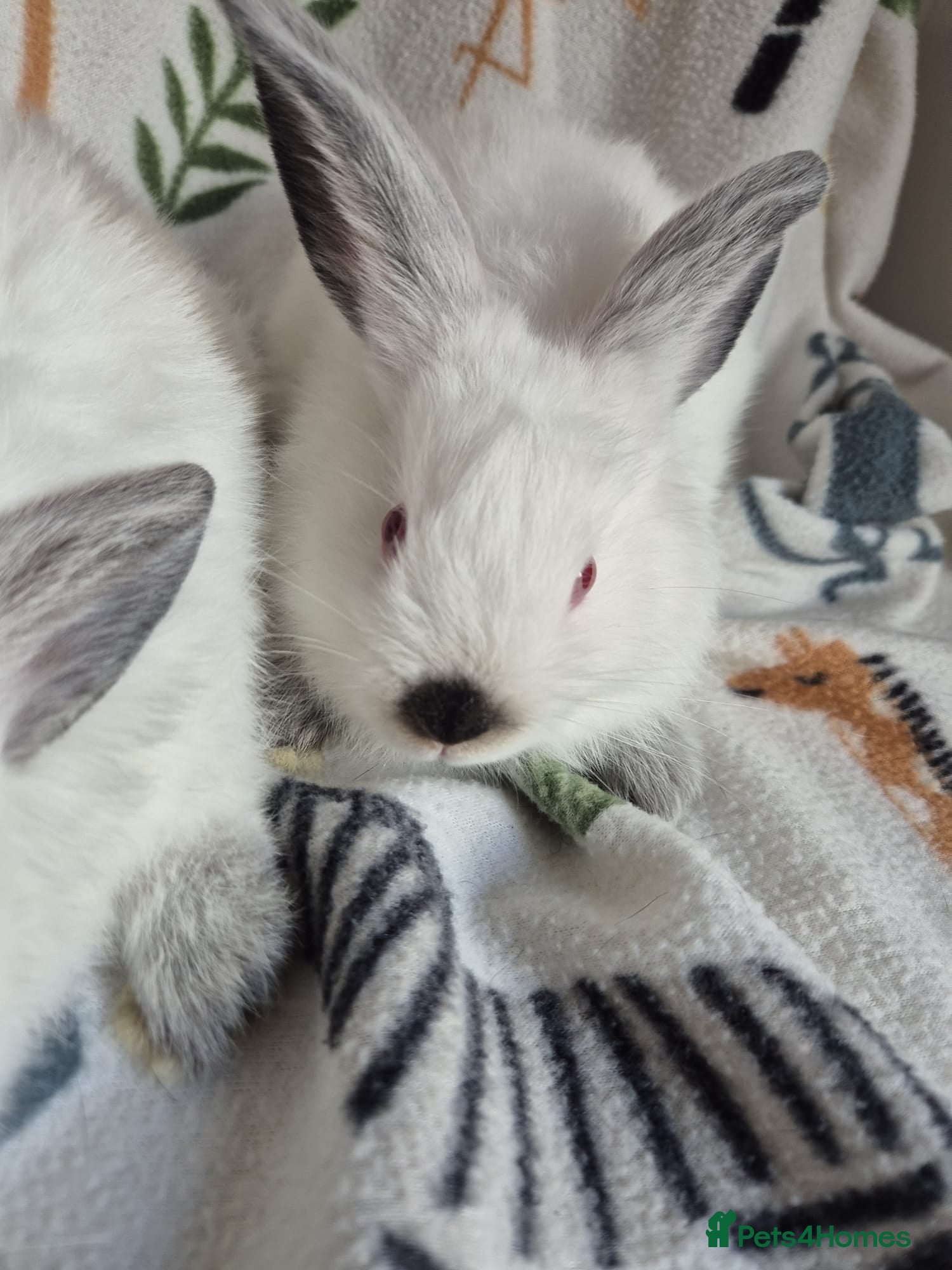 Californian rabbits for sale: Californian White Buck Kits - READY 18TH JUNE - Advert 9