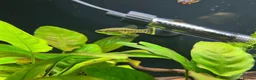 Live Bearers fish for sale: Ameca Splendens/Butterfly Splitfins - Advert 7