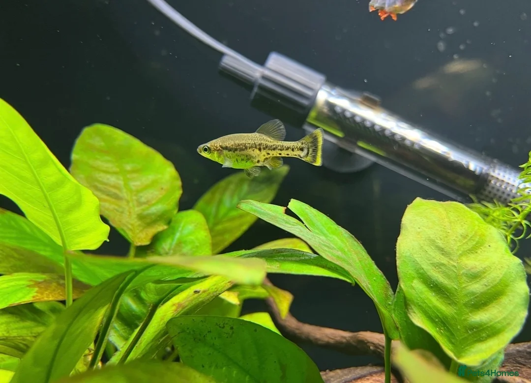 Live Bearers fish for sale: Ameca Splendens/Butterfly Splitfins - Advert 7