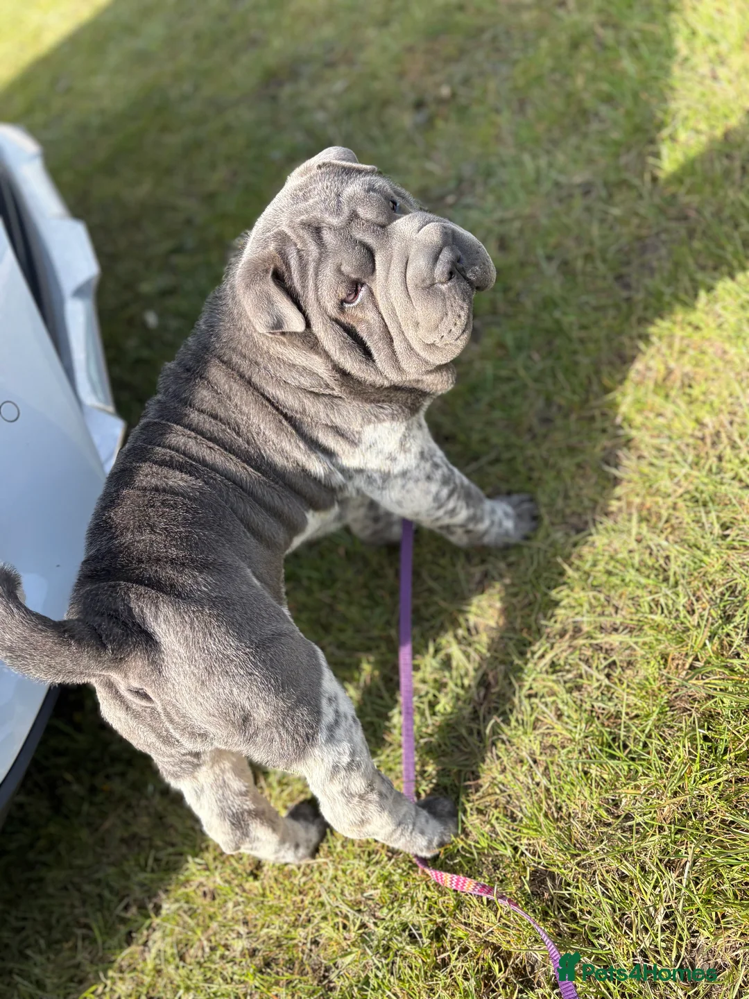 Shar Pei dogs for sale: Stunning rare Shar-Pei puppies  - Advert 2