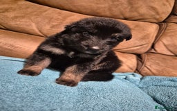 German Shepherd dogs for sale: KC German Shepherd Puppies Blue, White & Black/Tan - Image 20