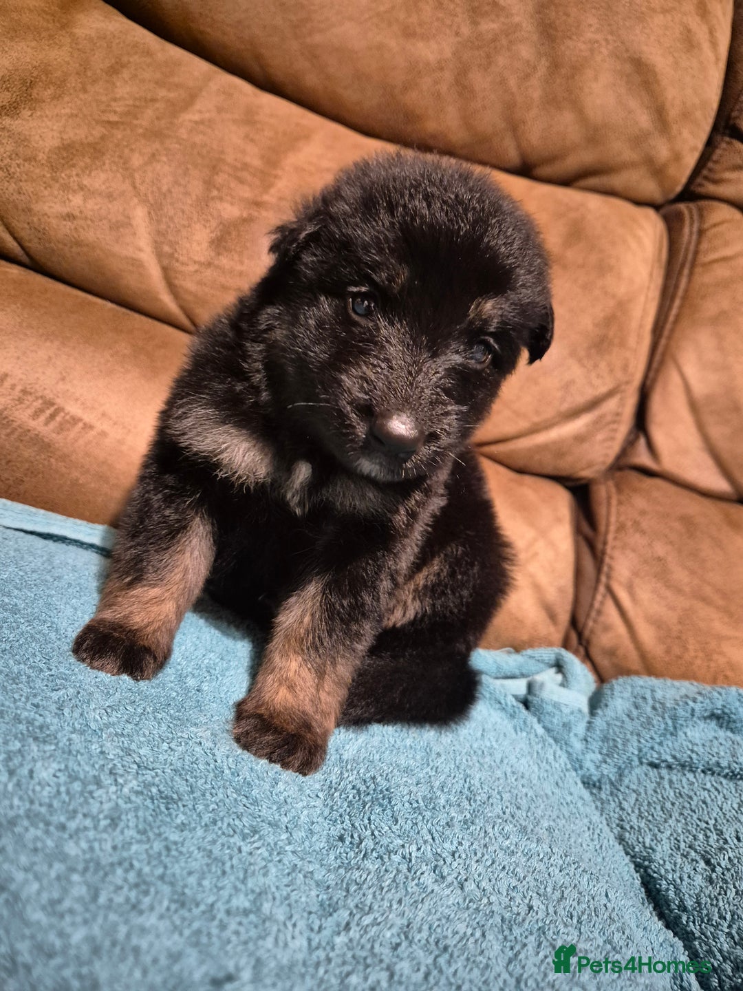 German Shepherd dogs for sale: KC German Shepherd Puppies Blue, White & Black/Tan - Image 20