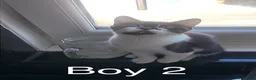 Mixed Breed cats for sale: Mix breed kitten - Advert 2