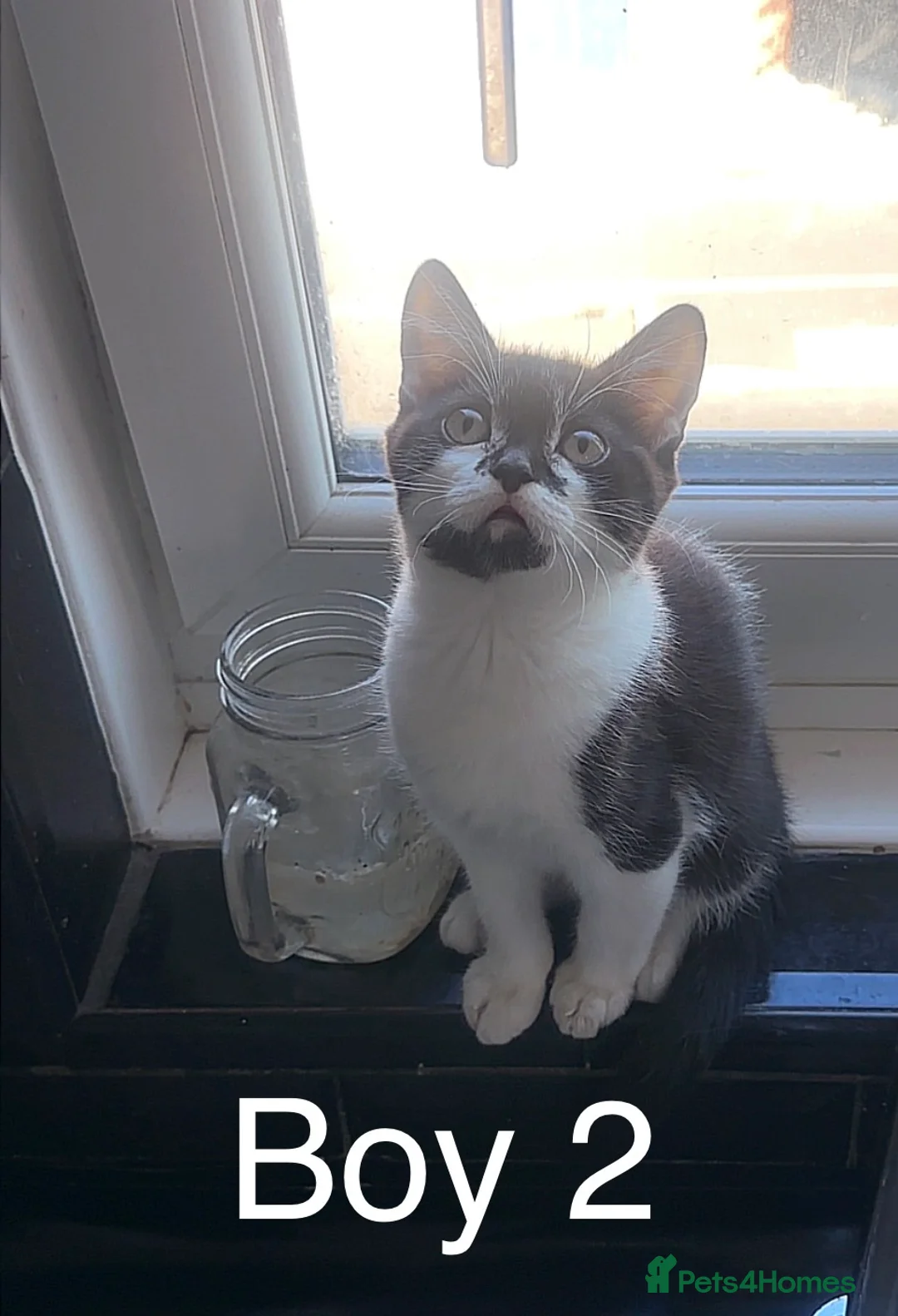 Mixed Breed cats for sale: Mix breed kitten - Advert 2