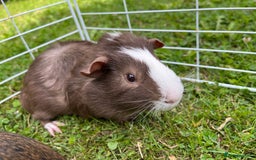 Guinea Pig rodents for sale: Male guinea pigs - Image 1