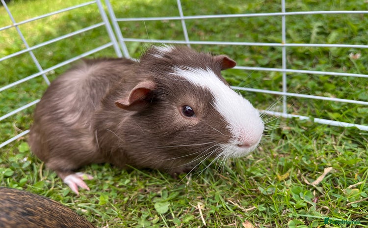 Guinea Pig rodents - Advert 1