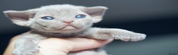 Devon Rex cats for sale: Ravel 💜male Devon Rex ( Reserved) - Advert 27