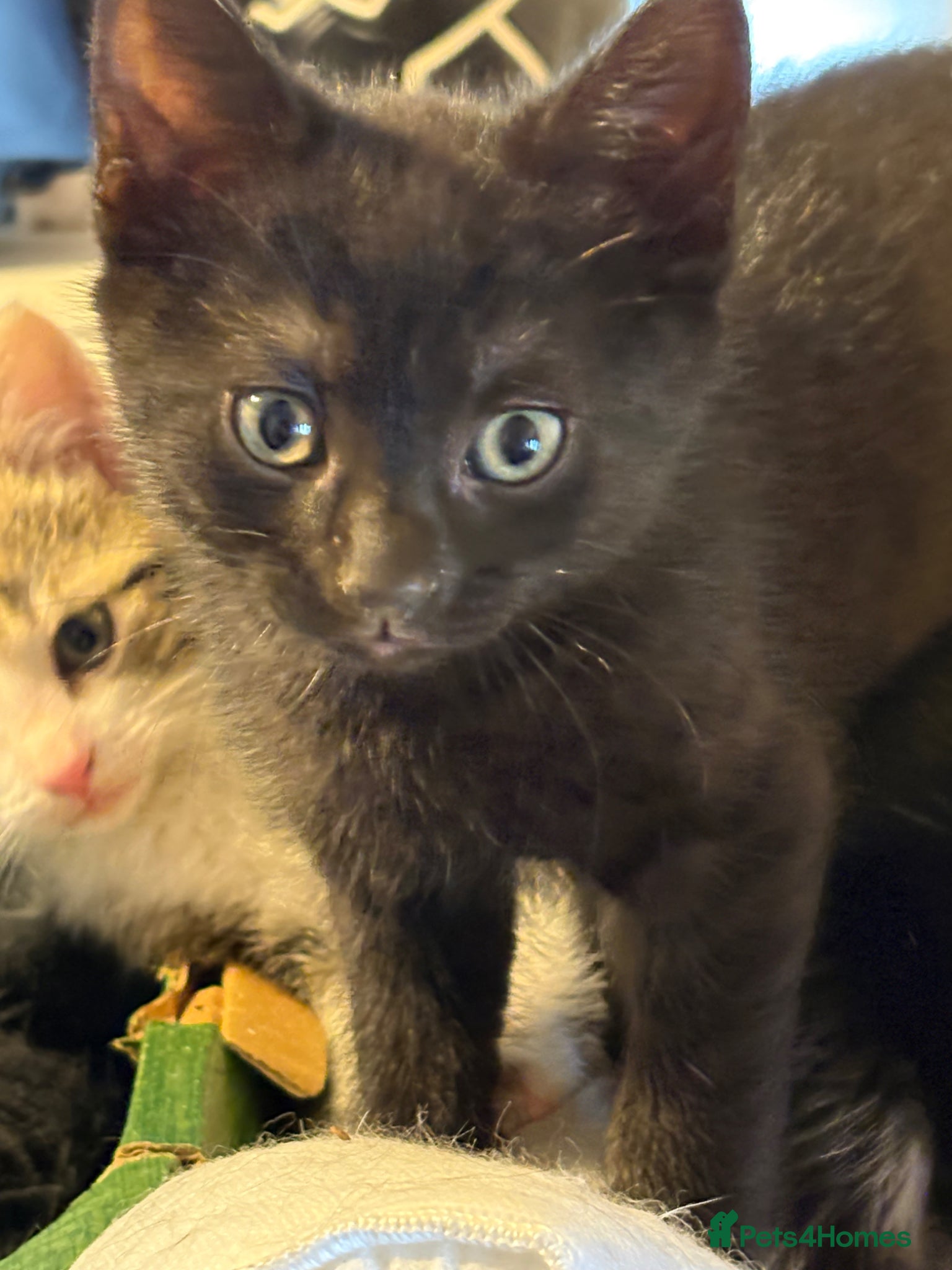 Mixed Breed cats Last kitten left  - Advert 6