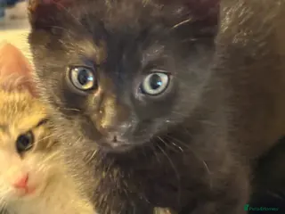 Mixed Breed cats Last kitten left - Advert 6