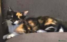 Mixed Breed cats for sale: 2 kittens left  - Image 3