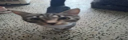 Domestic Shorthair cats for sale: Kittens for sale - Advert 1