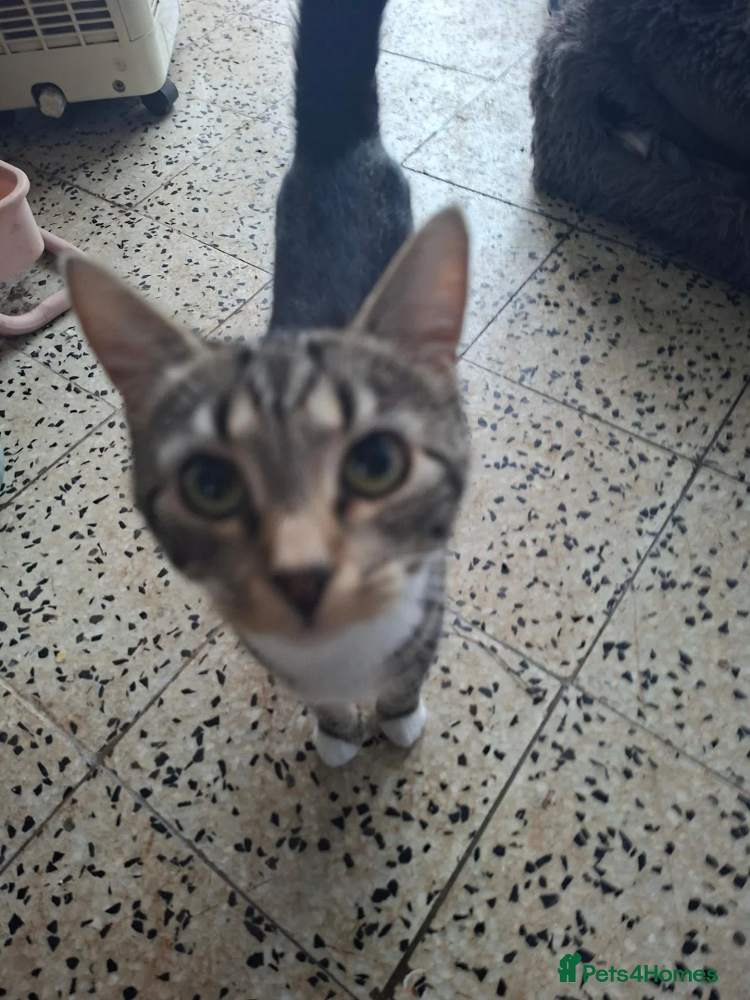 Domestic Shorthair cats for sale: Kittens for sale - Advert 1