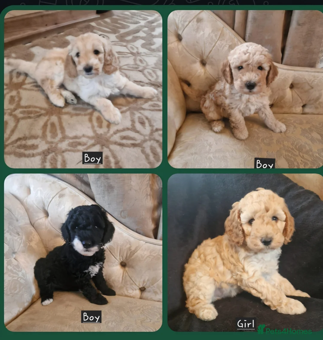 Cockapoo dogs for sale: Beautiful and friendly Cockapoo puppies - Advert 2