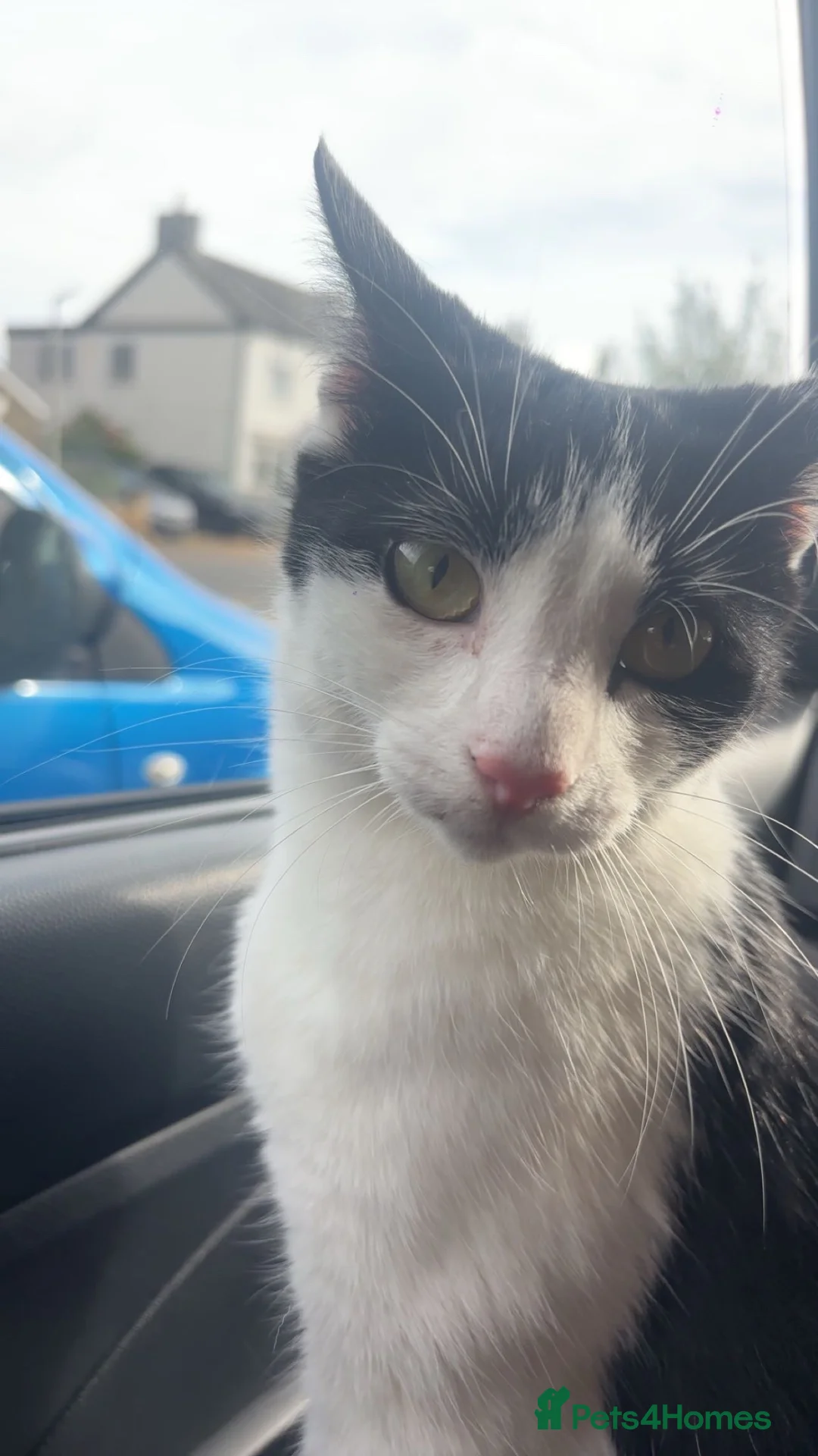 Domestic Shorthair cats for sale: 2 year old cat for sale in Hitchin - Advert 5